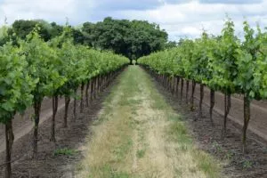 Vinícolas