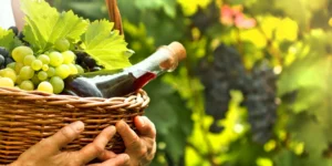 Vinho vegano